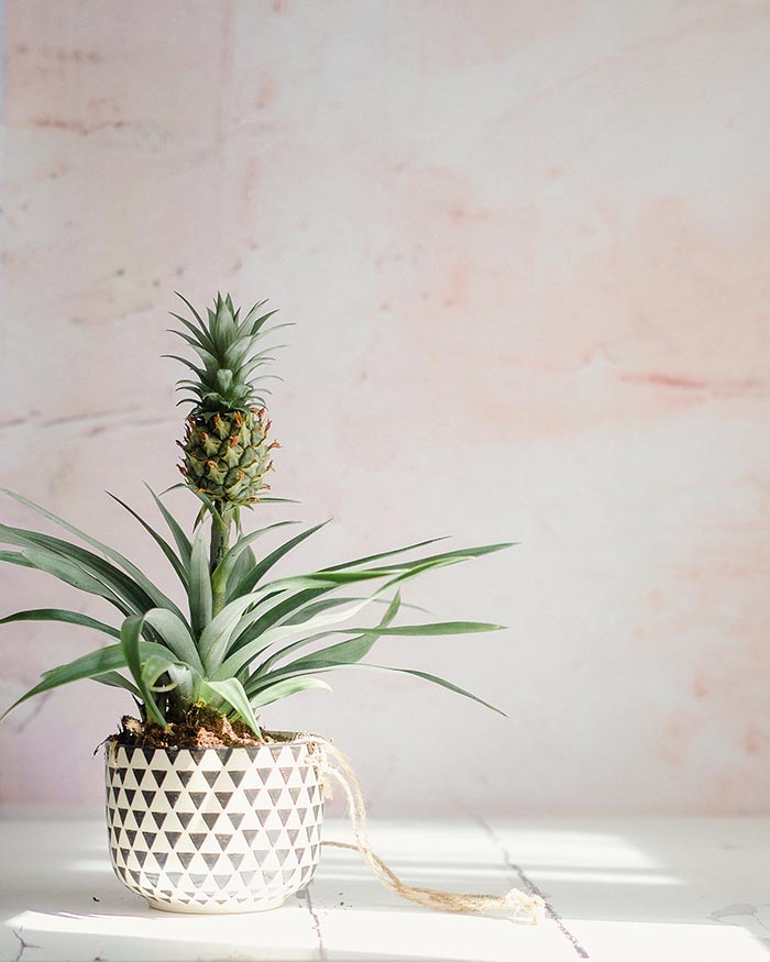 Pineapple plant in black and white pot