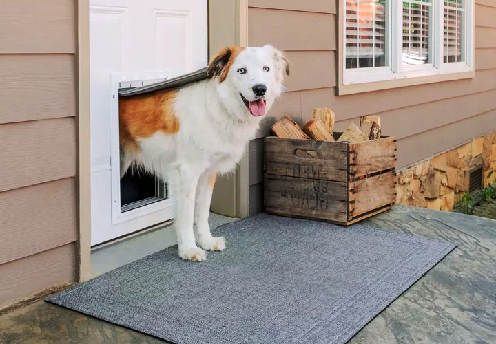 White and brown dog existing a home through a pet door.