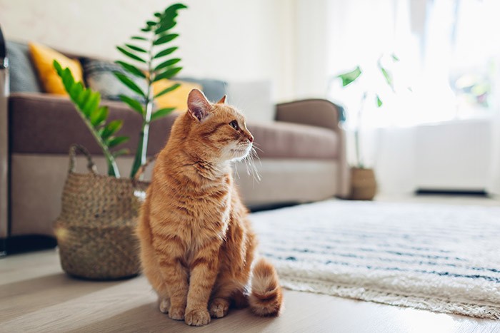 Ginger cat sitting on floor in cozy living room. Interior decor